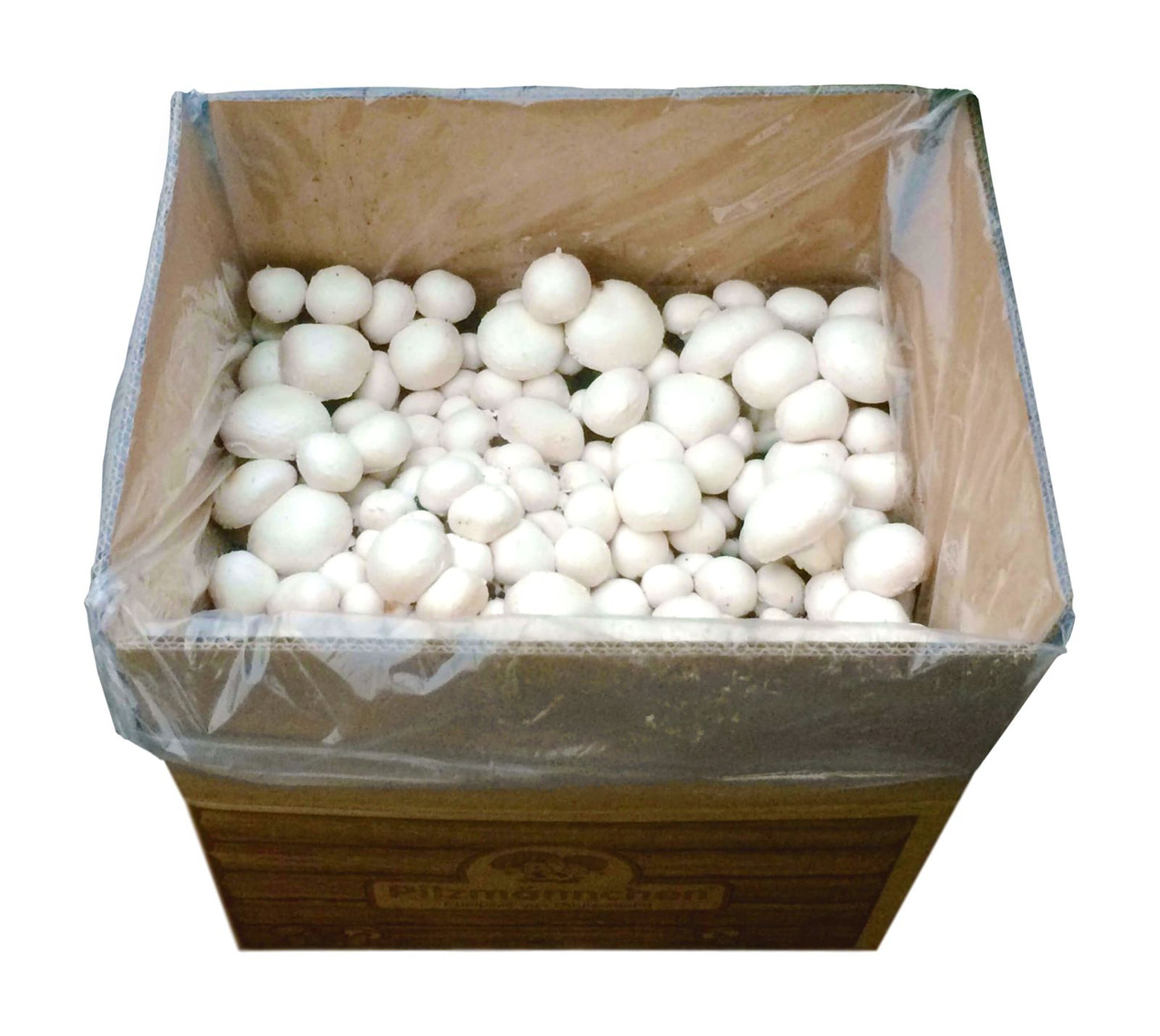 Artikelbild 2 von "BIO Pilzzuchtset Champignon XXL " aus der Kategorie Pilzzuchtset