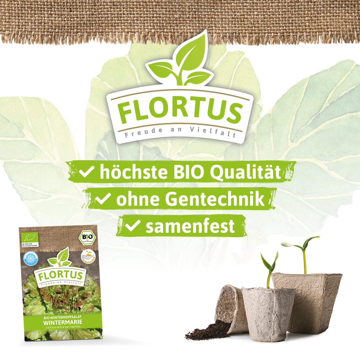 Artikelbild 3 von "BIO Winterkopfsalat Wintermarie" aus der Kategorie Kopfsalatsamen