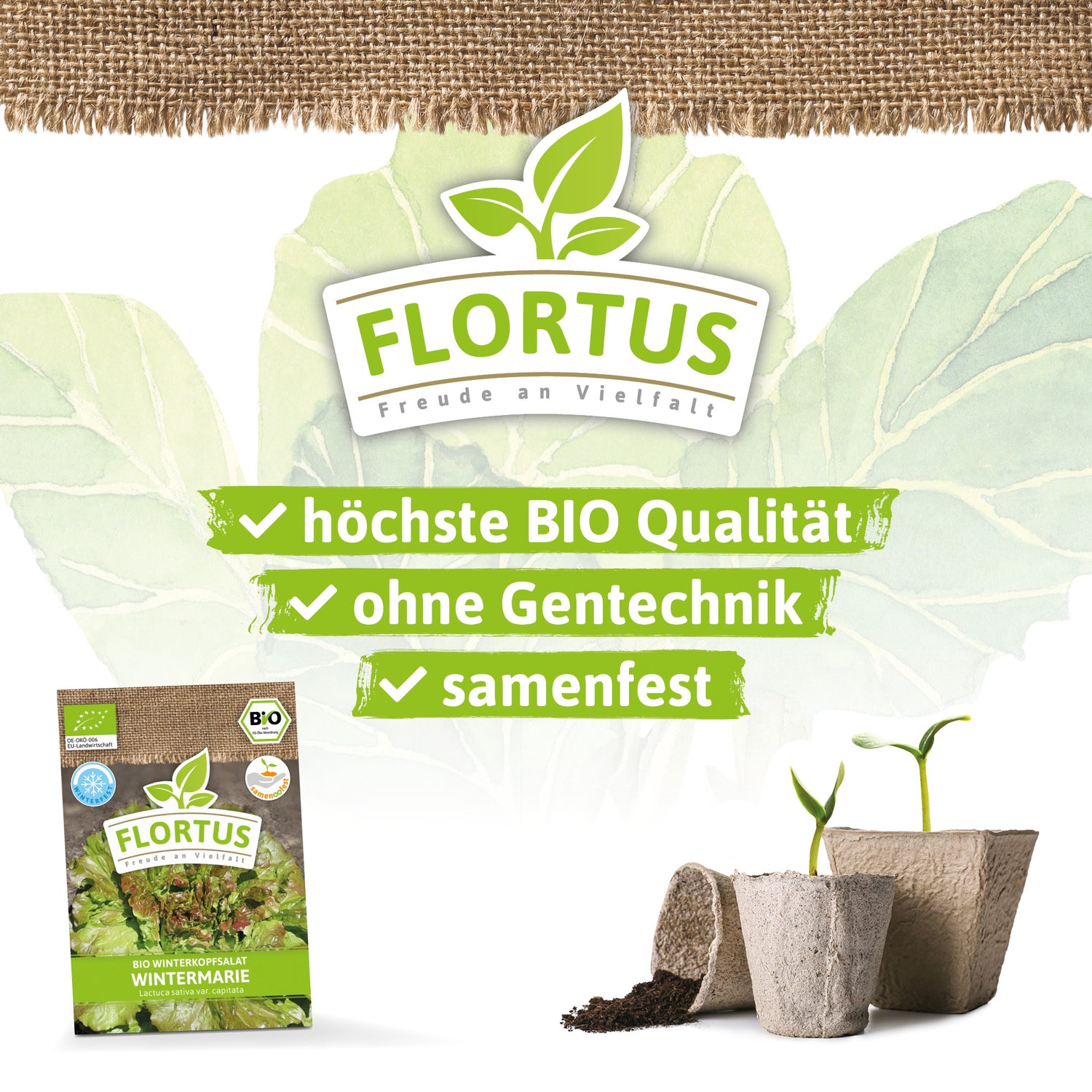 Artikelbild 3 von "BIO Winterkopfsalat Wintermarie" aus der Kategorie Kopfsalatsamen