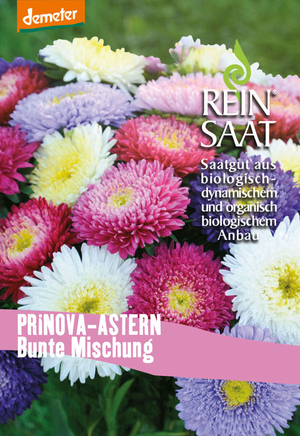 Artikelbild 1 von "BIO Sommerastern-Mischung [MHD 12/2024]" aus der Kategorie Asternsamen