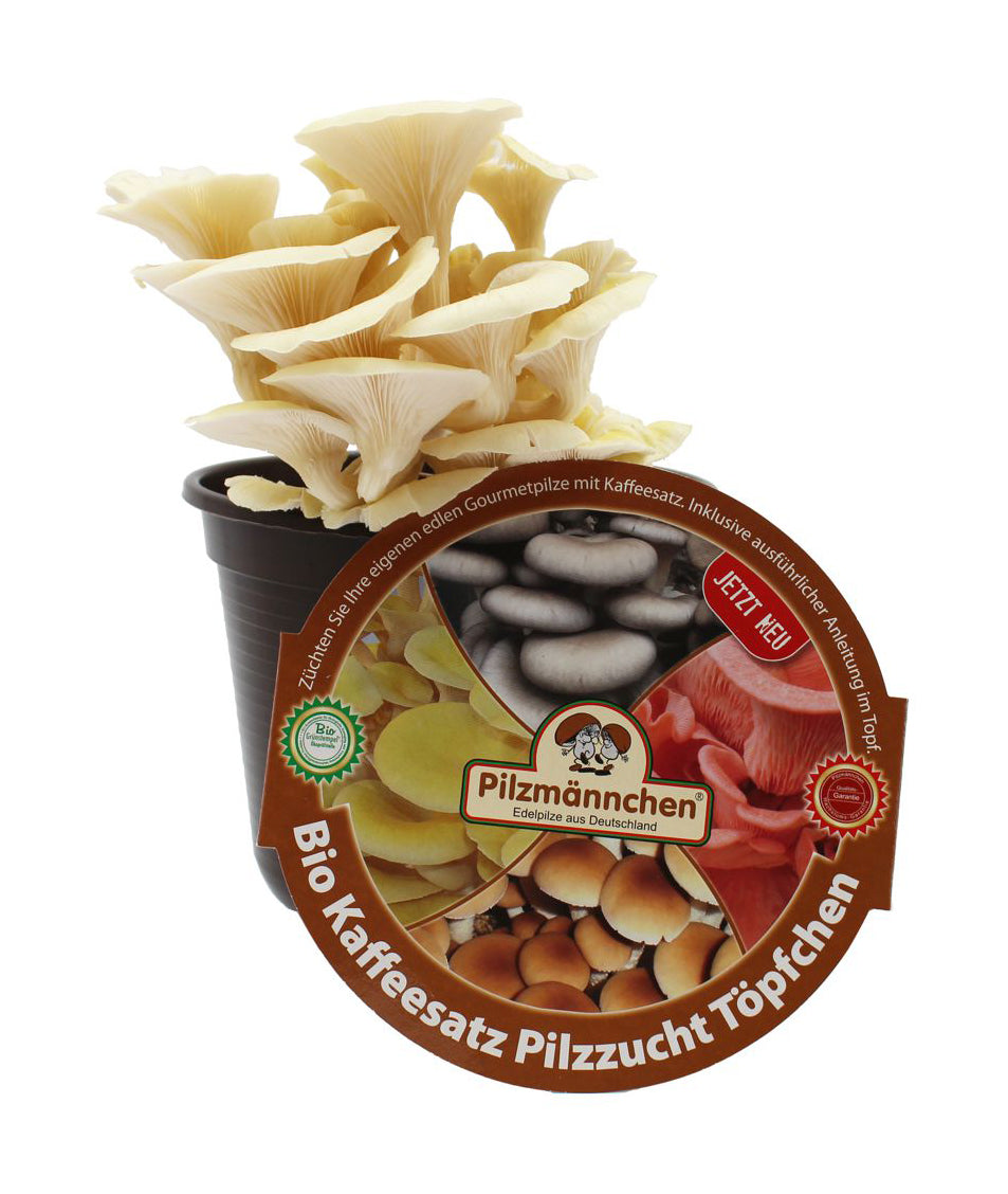 Artikelbild 1 von "BIO Pilzzuchtset Kaffeesatz Pilzzuchttöpfchen Limonenseitling"