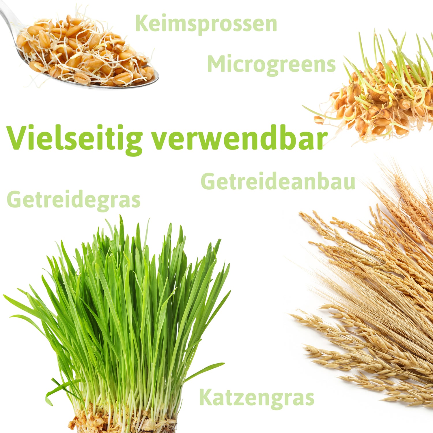 Artikelbild 12 von "BIO Weichweizen" aus der Kategorie Getreidesamen