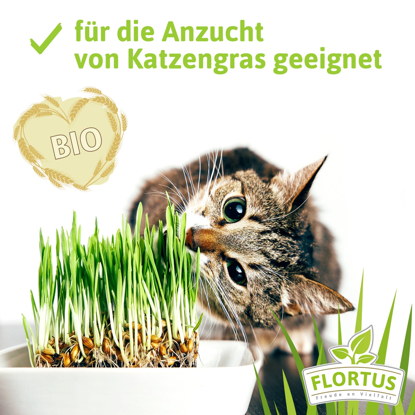 Artikelbild 13 von "BIO Weichweizen" aus der Kategorie Getreidesamen