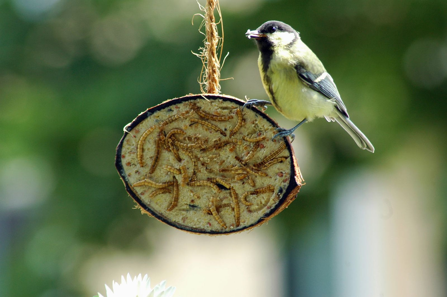 Artikelbild 2 von "Kokosnüsse Variationen (10 Stück)" aus der Kategorie Vogelzubehör & Vogelbedarf