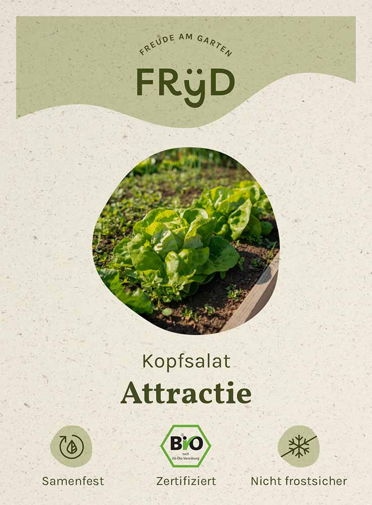 Artikelbild 1 von "Fryd BIO Kopfsalat Attractie" aus der Kategorie Kopfsalatsamen