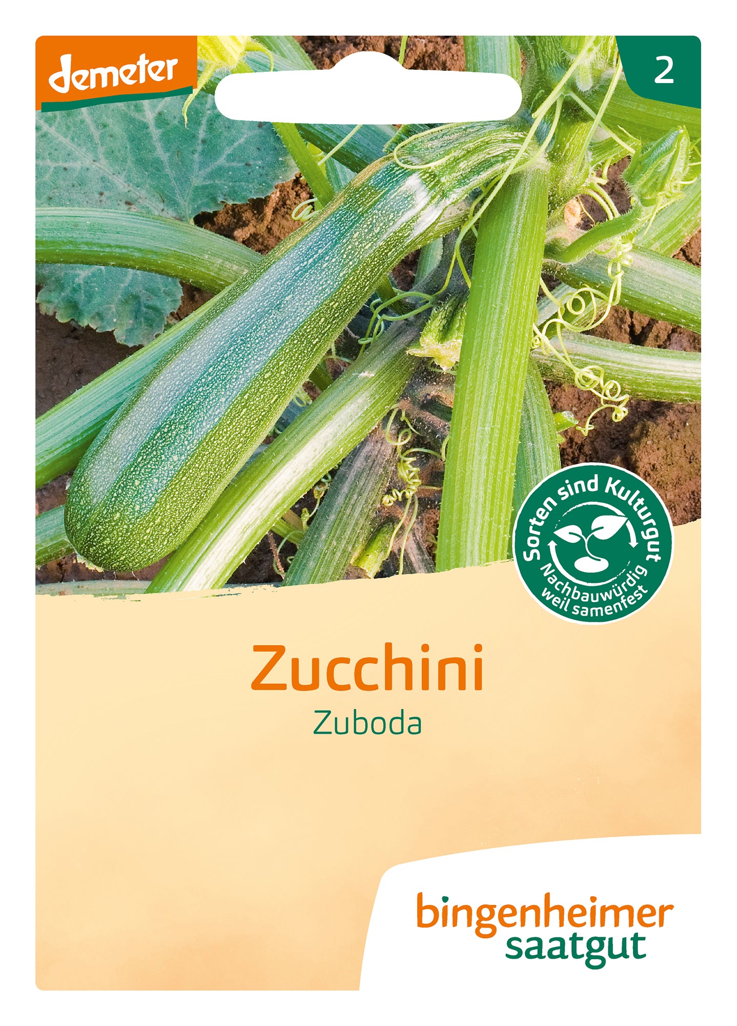 Artikelbild 1 von "BIO Zucchini Zuboda" aus der Kategorie Zucchinisamen