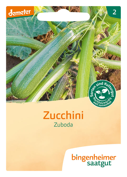 Artikelbild 1 von "BIO Zucchini Zuboda" aus der Kategorie Zucchinisamen