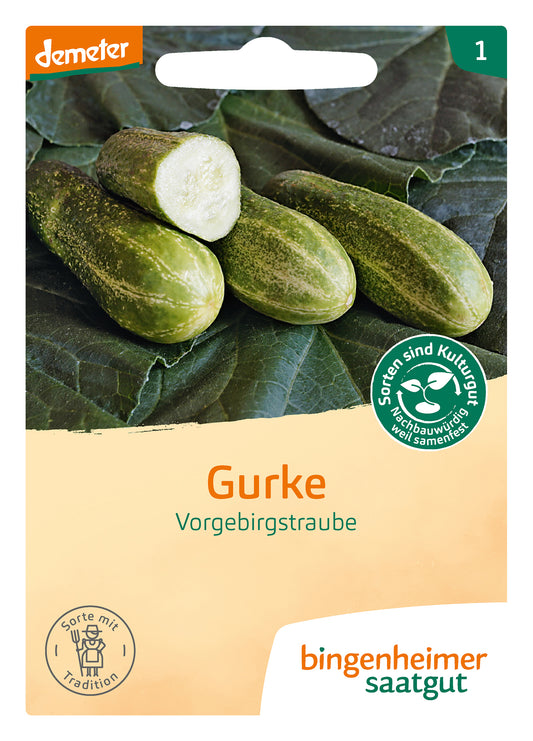Artikelbild 1 von "BIO Einlegegurke Vorgebirgstrauben" aus der Kategorie Einlegegurkensamen