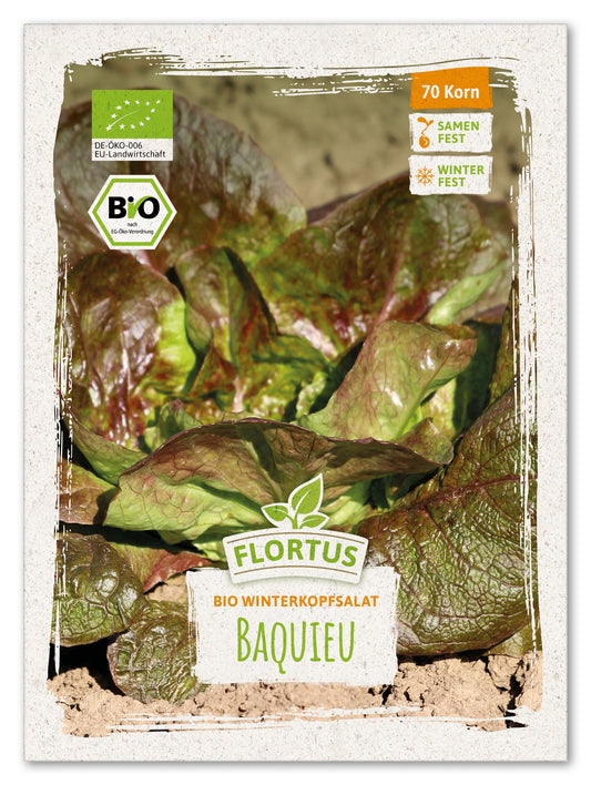 Winterkopfsalat Baquieu | BIO Kopfsalatsamen von FLORTUS