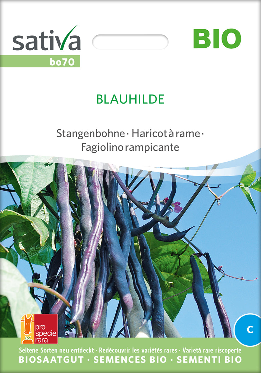 Stangenbohne Blauhilde | BIO Stangenbohnensamen von Sativa Rheinau