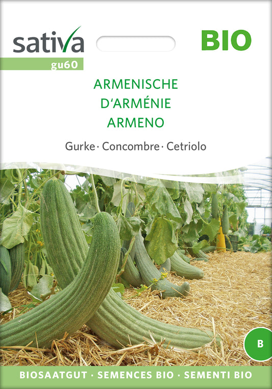 Gurke Armenische | BIO Gurkensamen von Sativa Rheinau