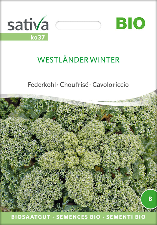 Federkohl / Grünkohl Westländer Winter | BIO Grünkohlsamen von Sativa Rheinau