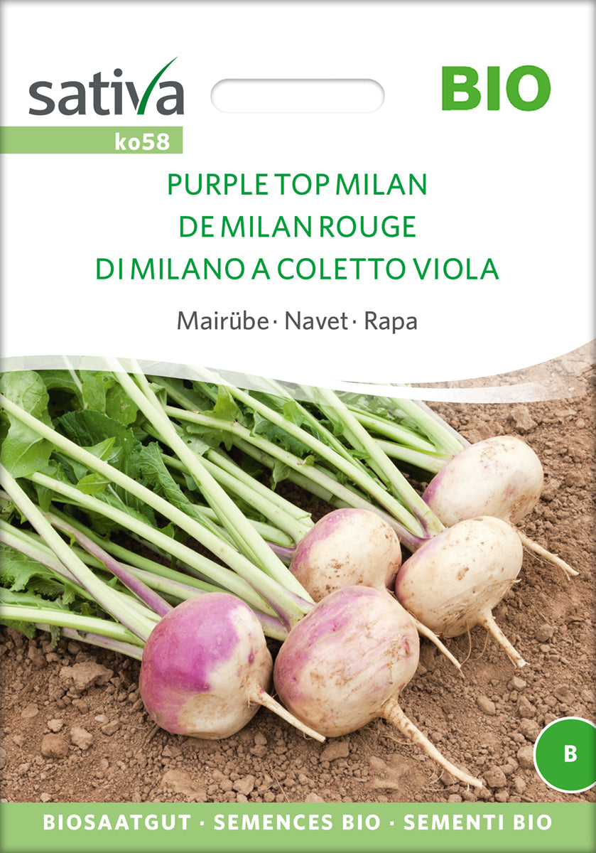 Mairübe Purple Top Milan | BIO Rübensamen von Sativa Rheinau
