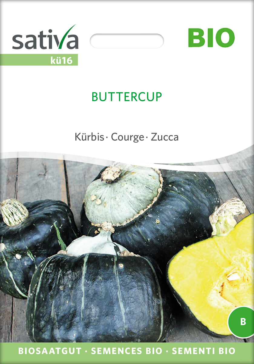 Kürbis Buttercup | BIO Buttercupkürbissamen von Sativa Rheinau