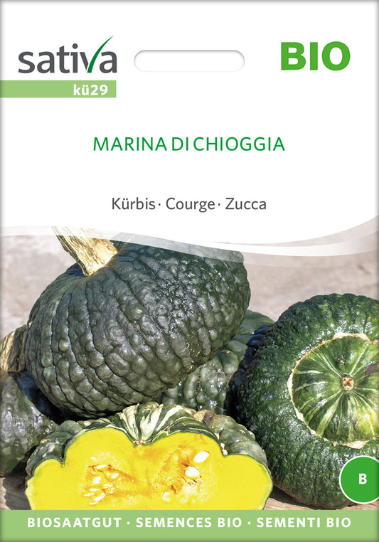 Kürbis Marina Di Chioggia | BIO Kürbissamen von Sativa Rheinau