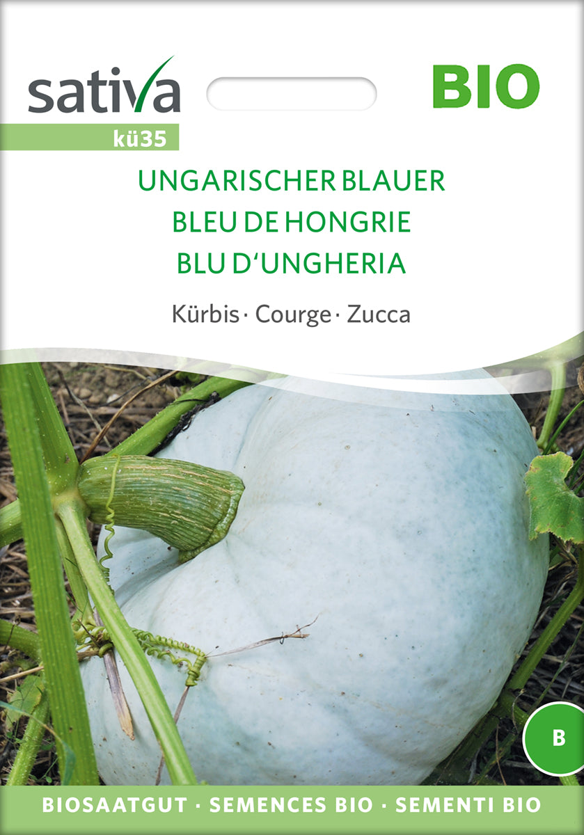 Kürbis Ungarischer Blauer | BIO Kürbissamen von Sativa Rheinau