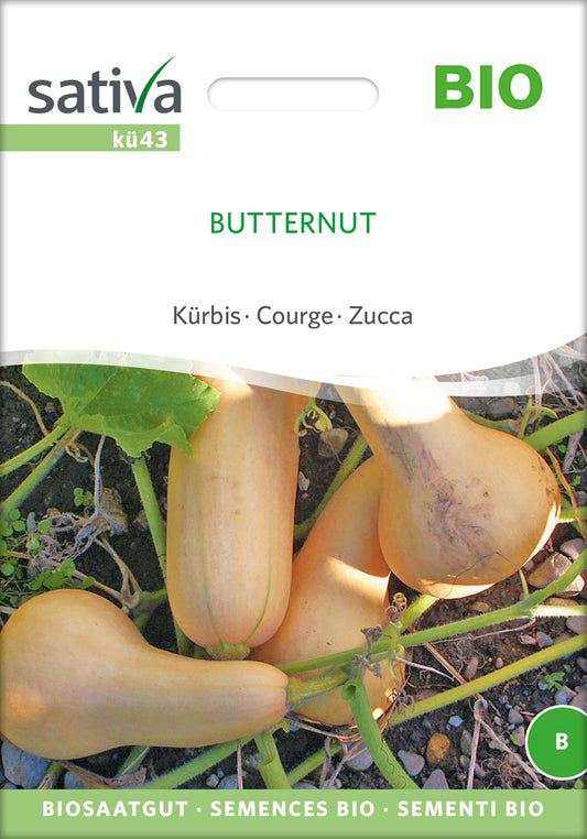Kürbis Butternut | BIO Butternutkürbissamen von Sativa Rheinau