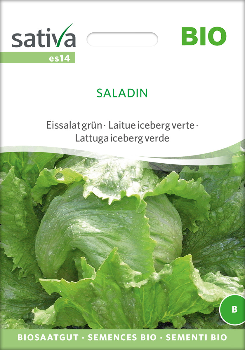 Eissalat grün Saladin | BIO Eissalatsamen von Sativa Rheinau