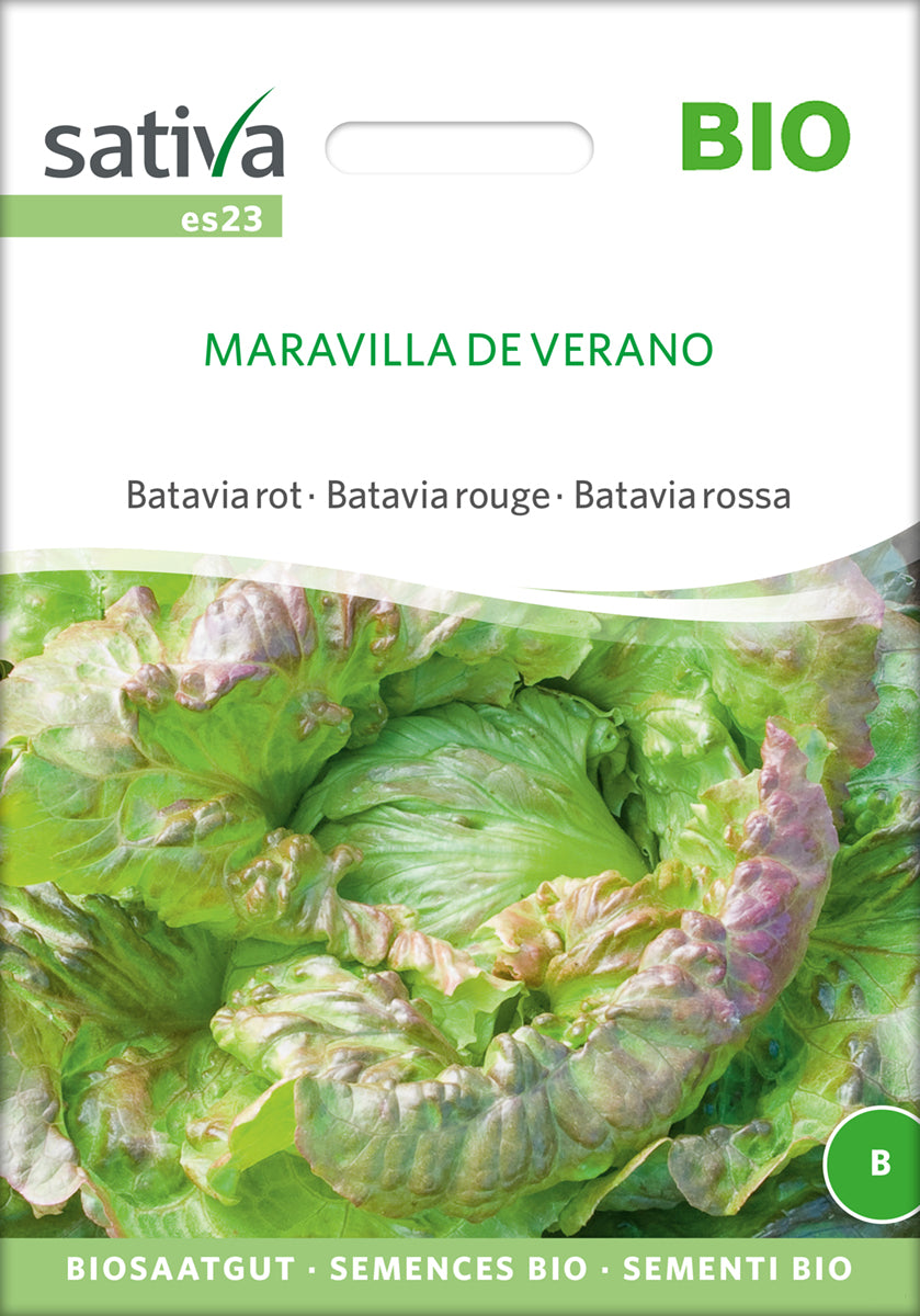 Batavia rot Maravilla De Verano | BIO Kopfsalatsamen von Sativa Rheinau