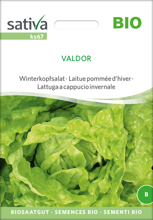 Winterkopfsalat Valdor | BIO Kopfsalatsamen von Sativa Rheinau