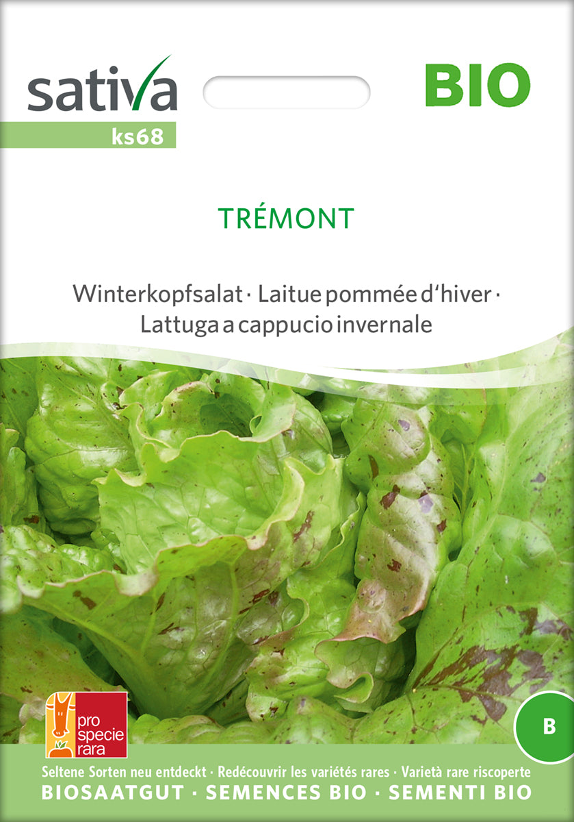 Winterkopfsalat Trémont | BIO Kopfsalatsamen von Sativa Rheinau