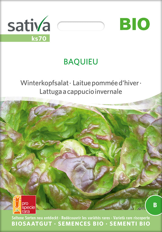 Winterkopfsalat Baquieu | BIO Kopfsalatsamen von Sativa Rheinau