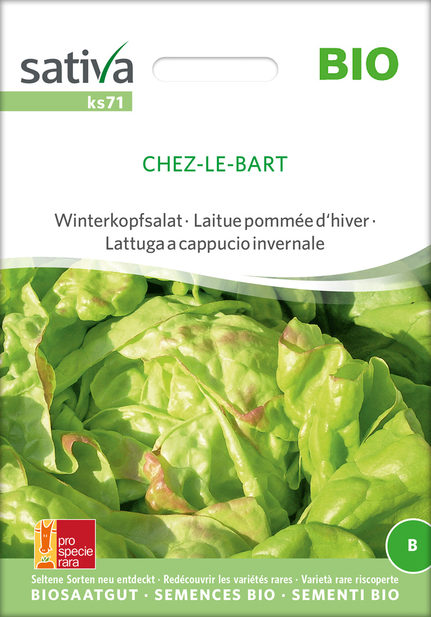 Winterkopfsalat Chez-Le-Bart | BIO Kopfsalatsamen von Sativa Rheinau