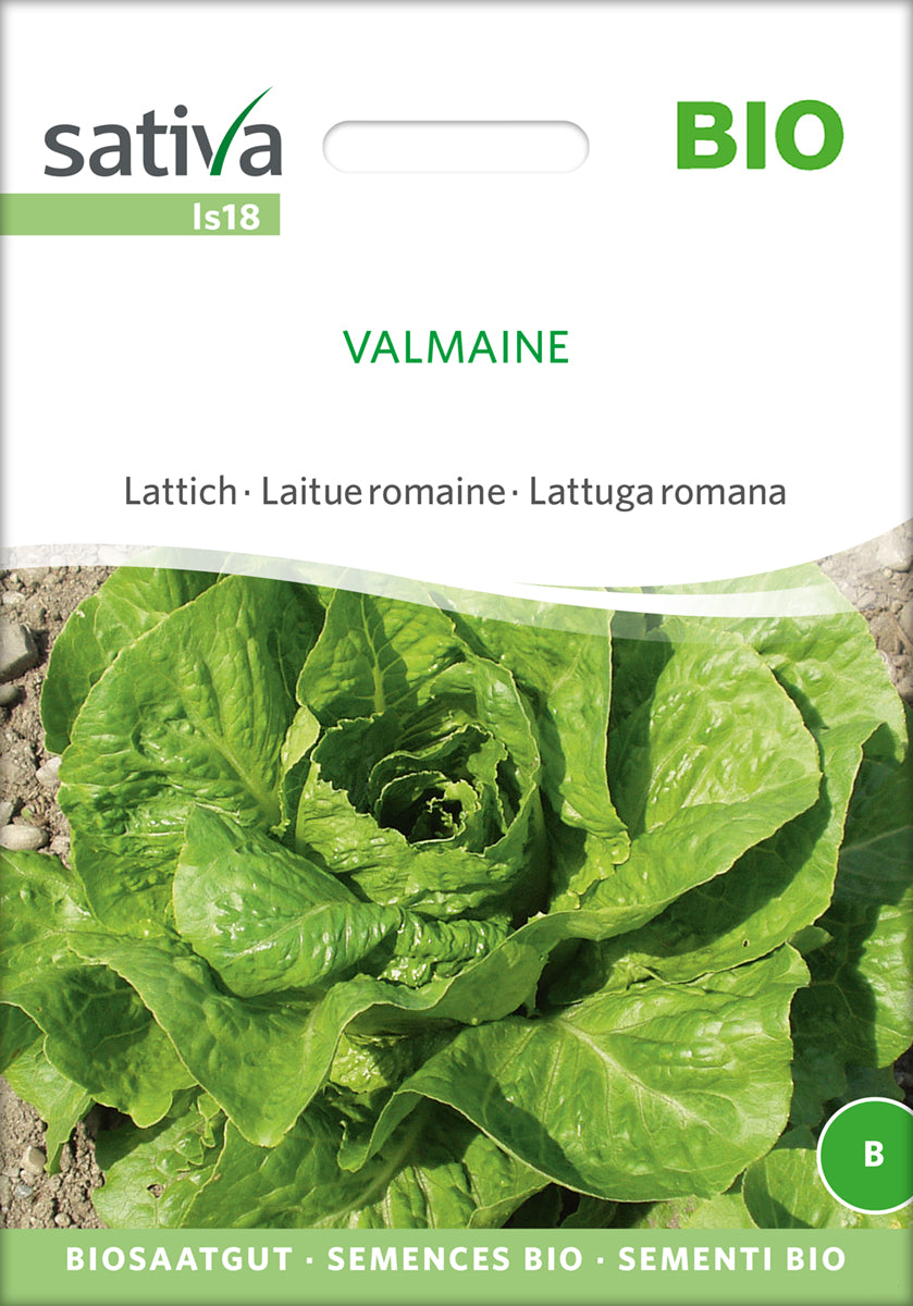 Lattich Valmaine | BIO Eichblattsalatsamen von Sativa Rheinau