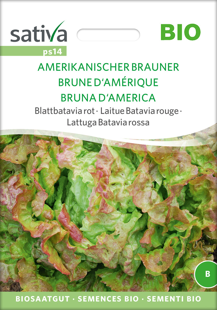 Blattbatavia rot Amerikanischer Brauner | BIO Salatsamen von Sativa Rheinau