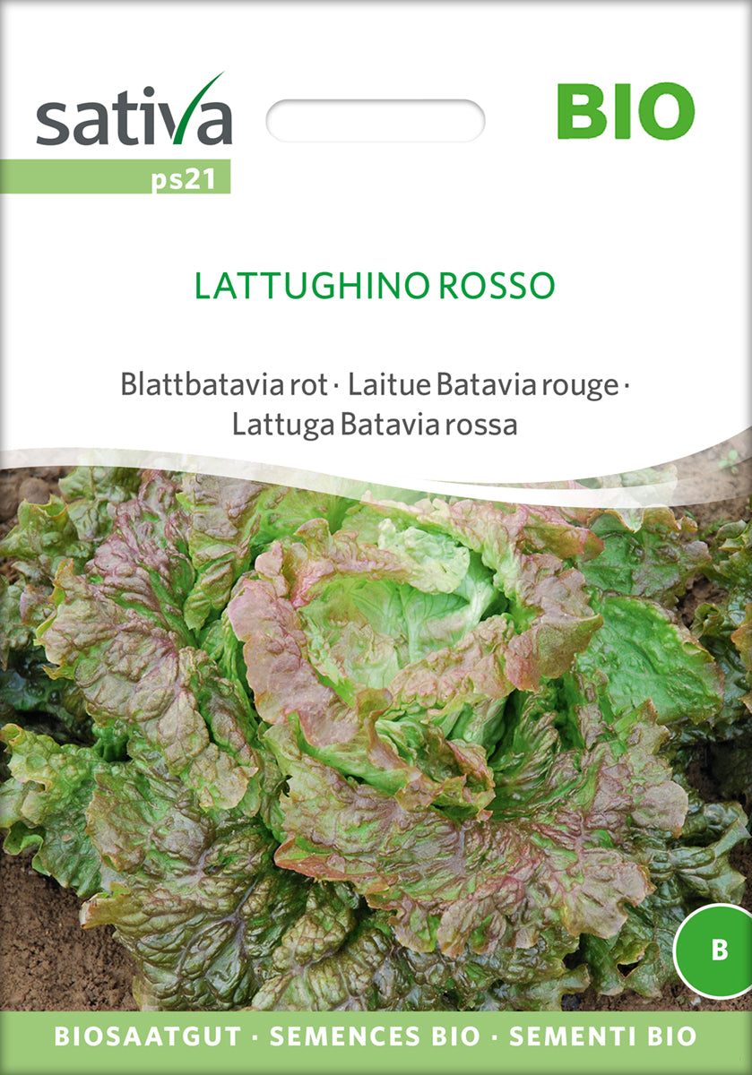 Blattbatavia rot Lattughino Rosso | BIO Eichblattsalatsamen von Sativa Rheinau