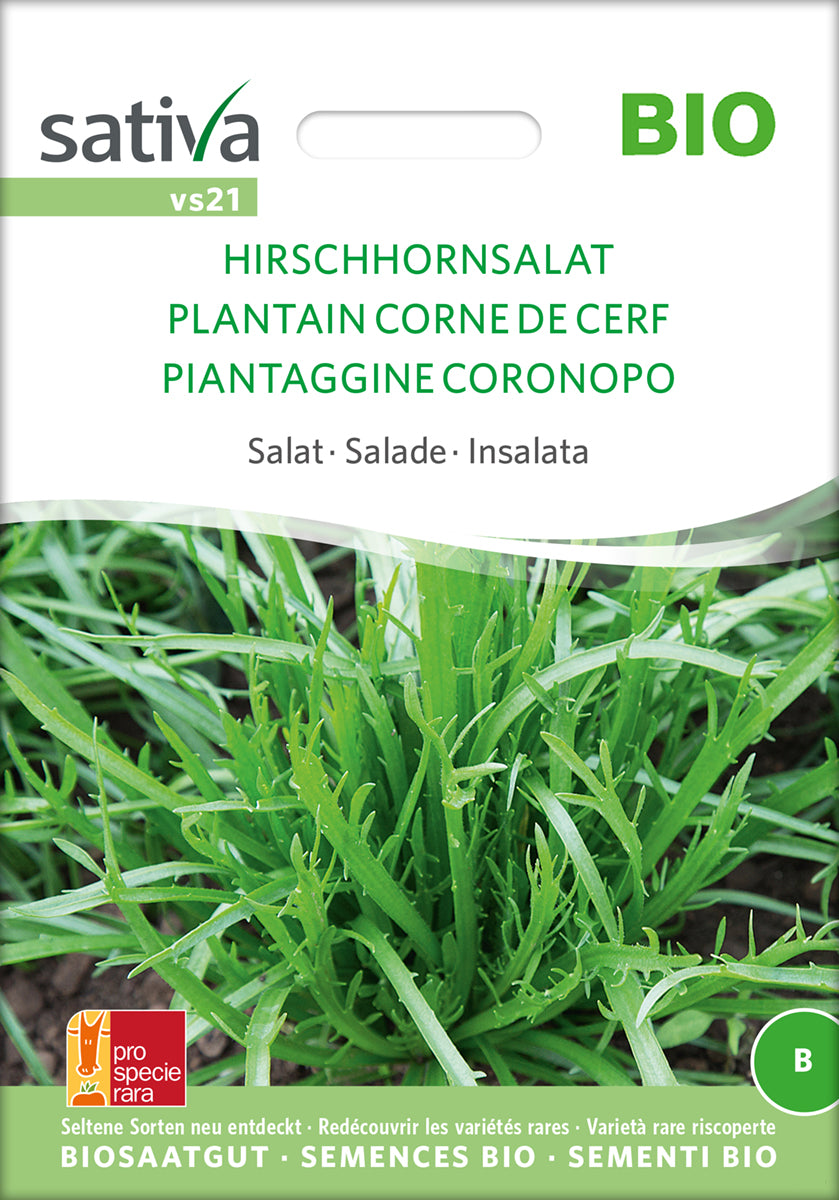 Salat Hirschhornsalat | BIO Salatsamen von Sativa Rheinau