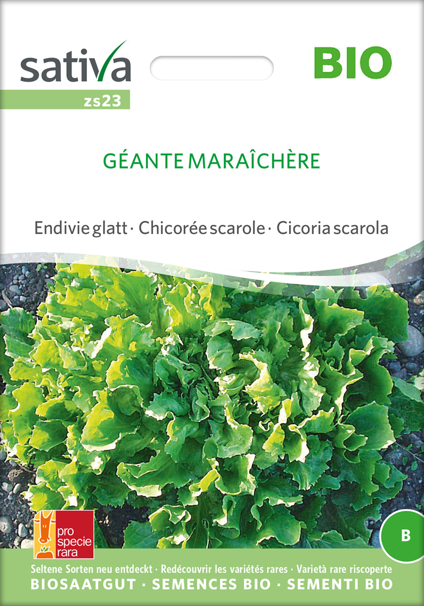 Endivie glatt Géante Maraîchère | BIO Endiviensalatsamen von Sativa Rheinau