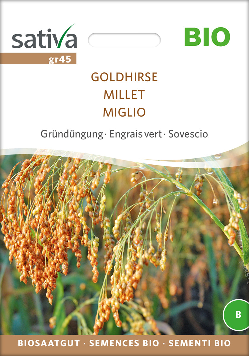 Gründüngung Goldhirse | BIO Gründünger von Sativa Rheinau