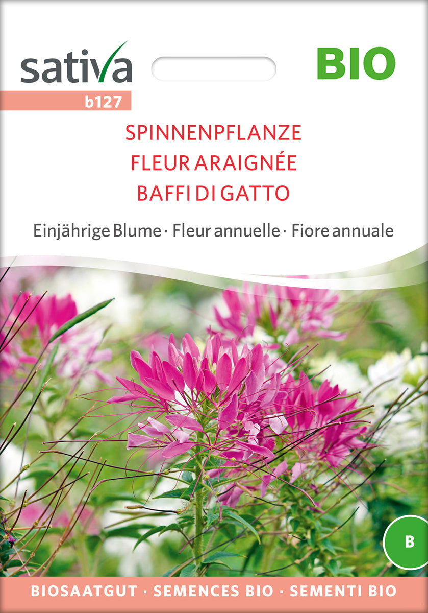 Spinnenpflanze | BIO Spinnenblumensamen von Sativa Rheinau