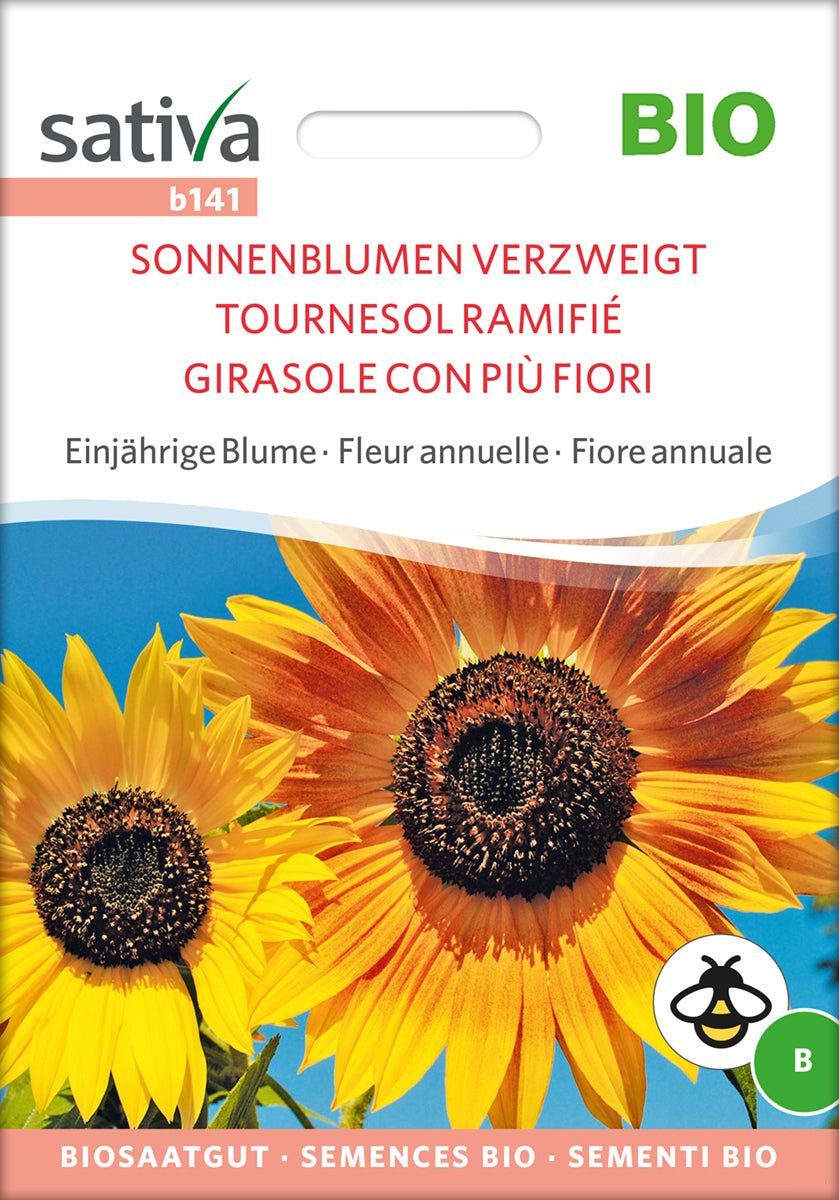 Sonnenblume Verzweigt | BIO Sonnenaulumensamen von Sativa Rheinau
