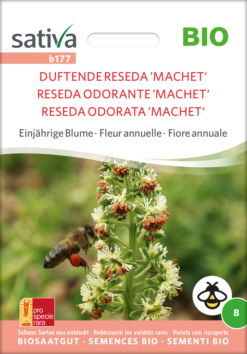 Duftende Reseda Machet | BIO Blumensamen von Sativa Rheinau