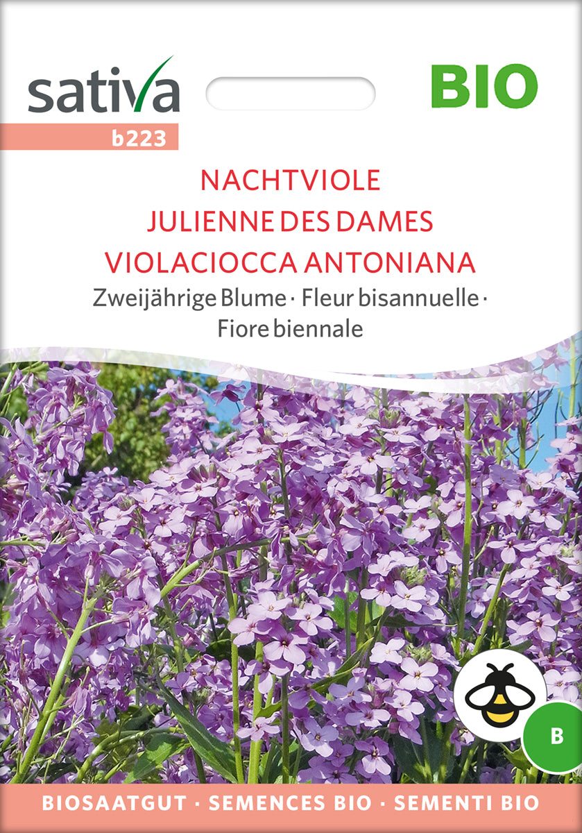 Nachtviole | BIO Blumensamen von Sativa Rheinau