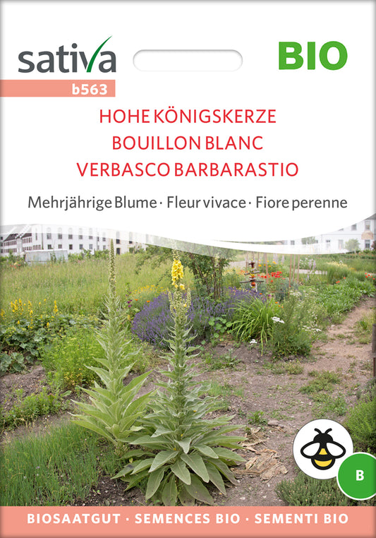 Hohe Königskerze | BIO Heilpflanzensamen von Sativa Rheinau