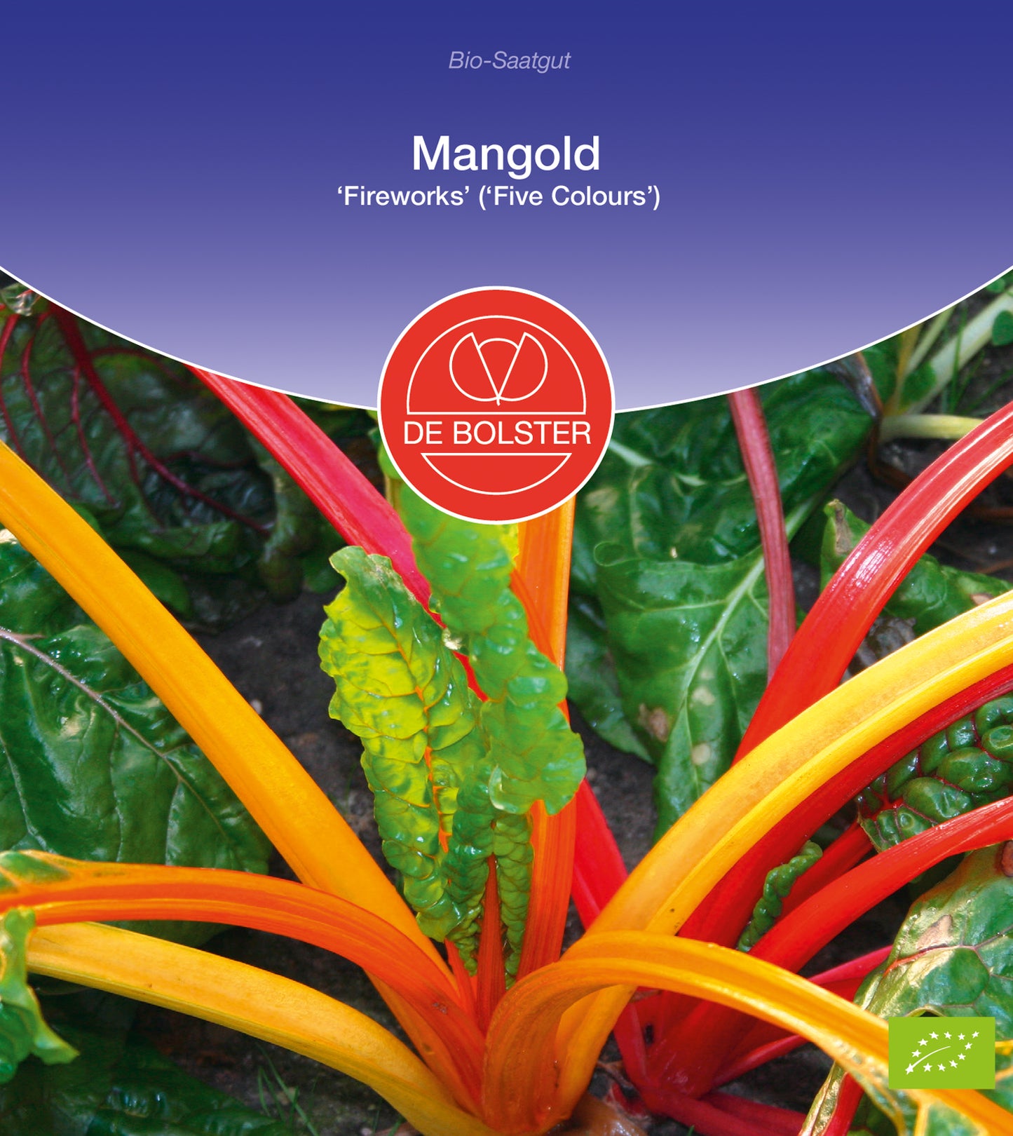 Mangold Five Colours | BIO Mangoldsamen von De Bolster