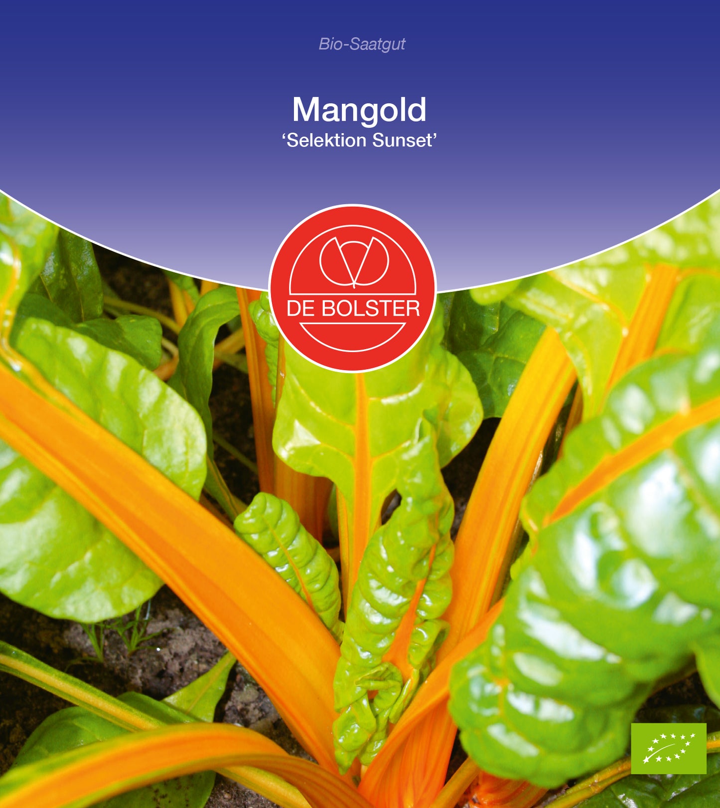Mangold Selektion Sunset | BIO Mangoldsamen von De Bolster