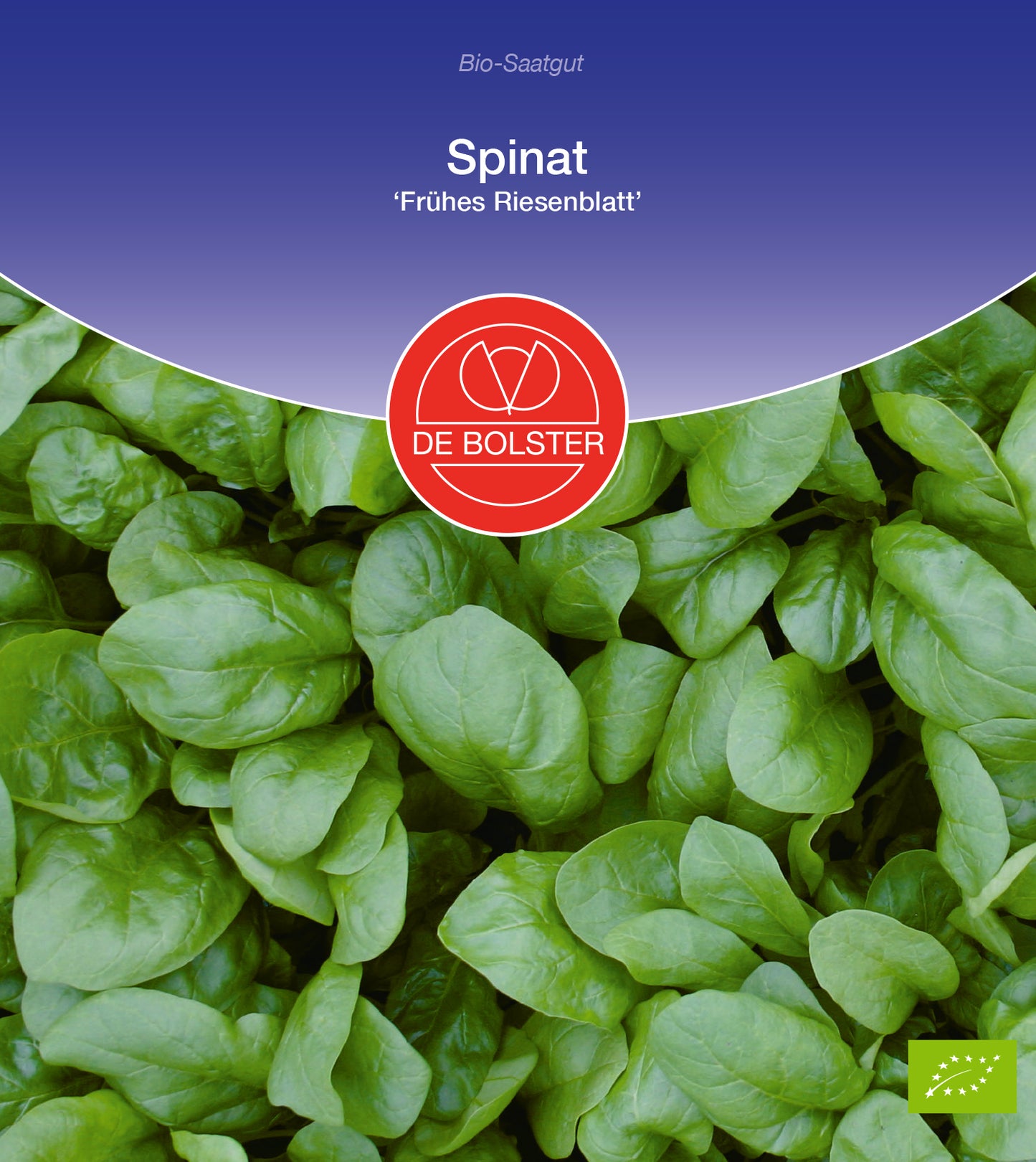 Spinat Frühes Riesenblatt | BIO Spinatsamen von De Bolster