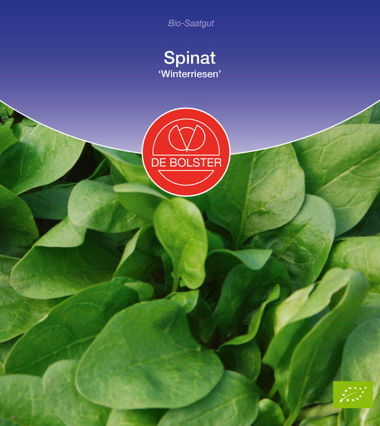 Spinat Winterriesen | BIO Spinatsamen von De Bolster