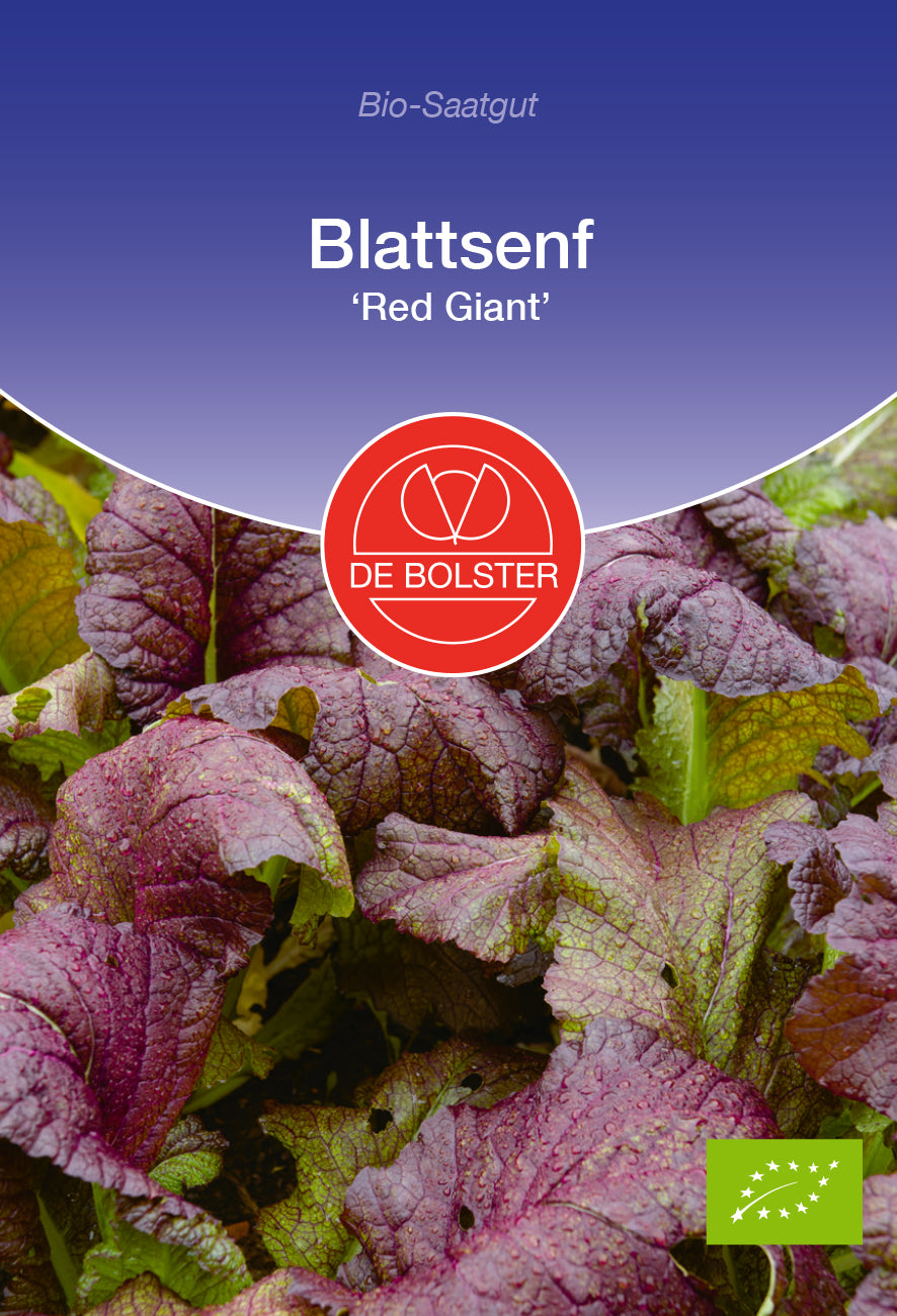 Blattsenf Red Giant | BIO Asiasalatsamen von De Bolster