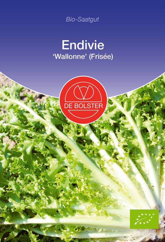 Endivie Wallonne ( Frisée) | BIO Salatsamen von De Bolster [MHD 12/2024]