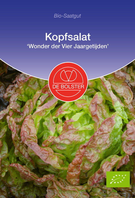 Kopfsalat Wonder der Vier Jaargetijden | BIO Kopfsalatsamen von De Bolster
