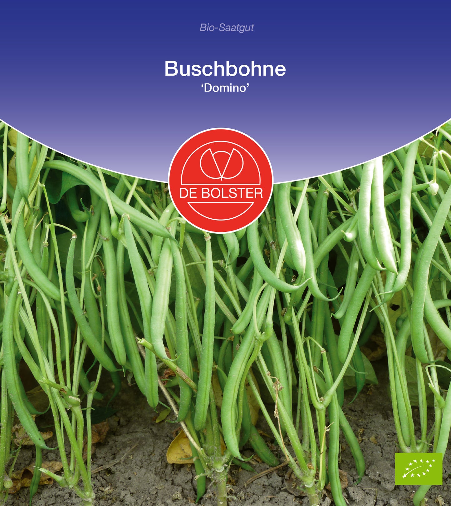 Buschbohne Domino| BIO Buschbohnensamen von De Bolster