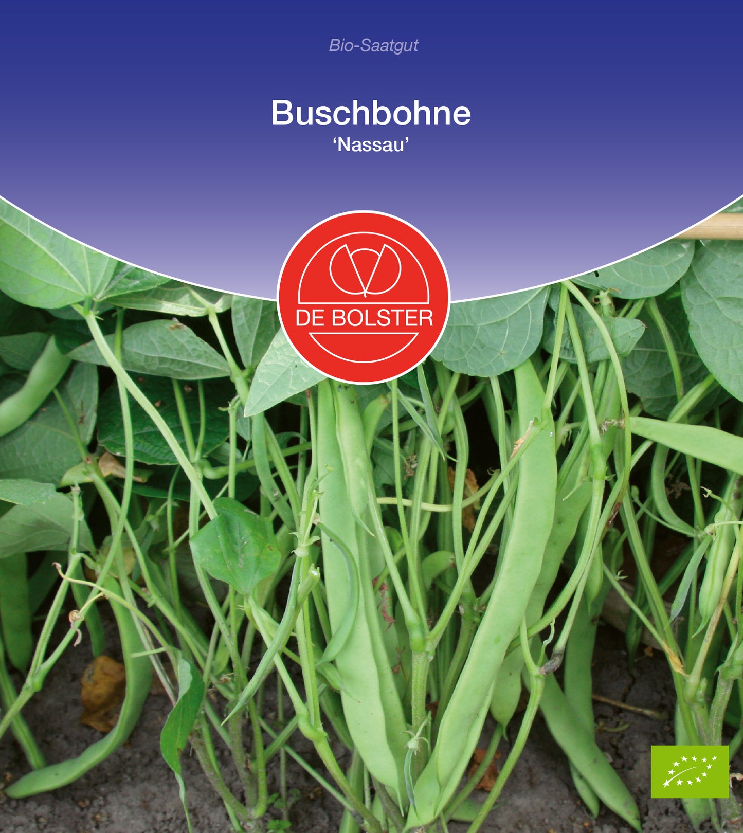 Buschbohne Nassau | BIO Buschbohnensamen von De Bolster
