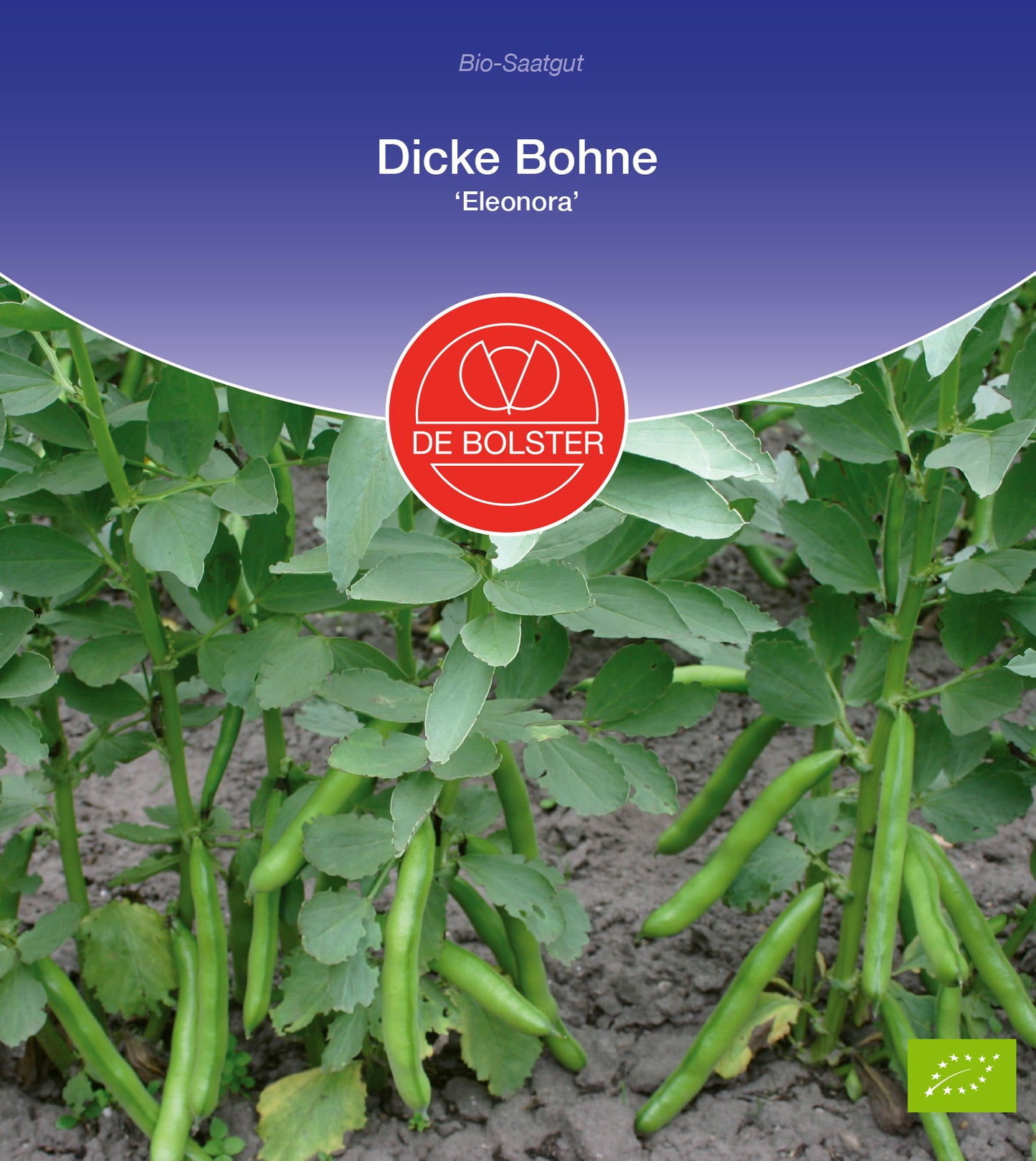Dicke Bohne Eleonora | BIO Bohnensamen von De Bolster