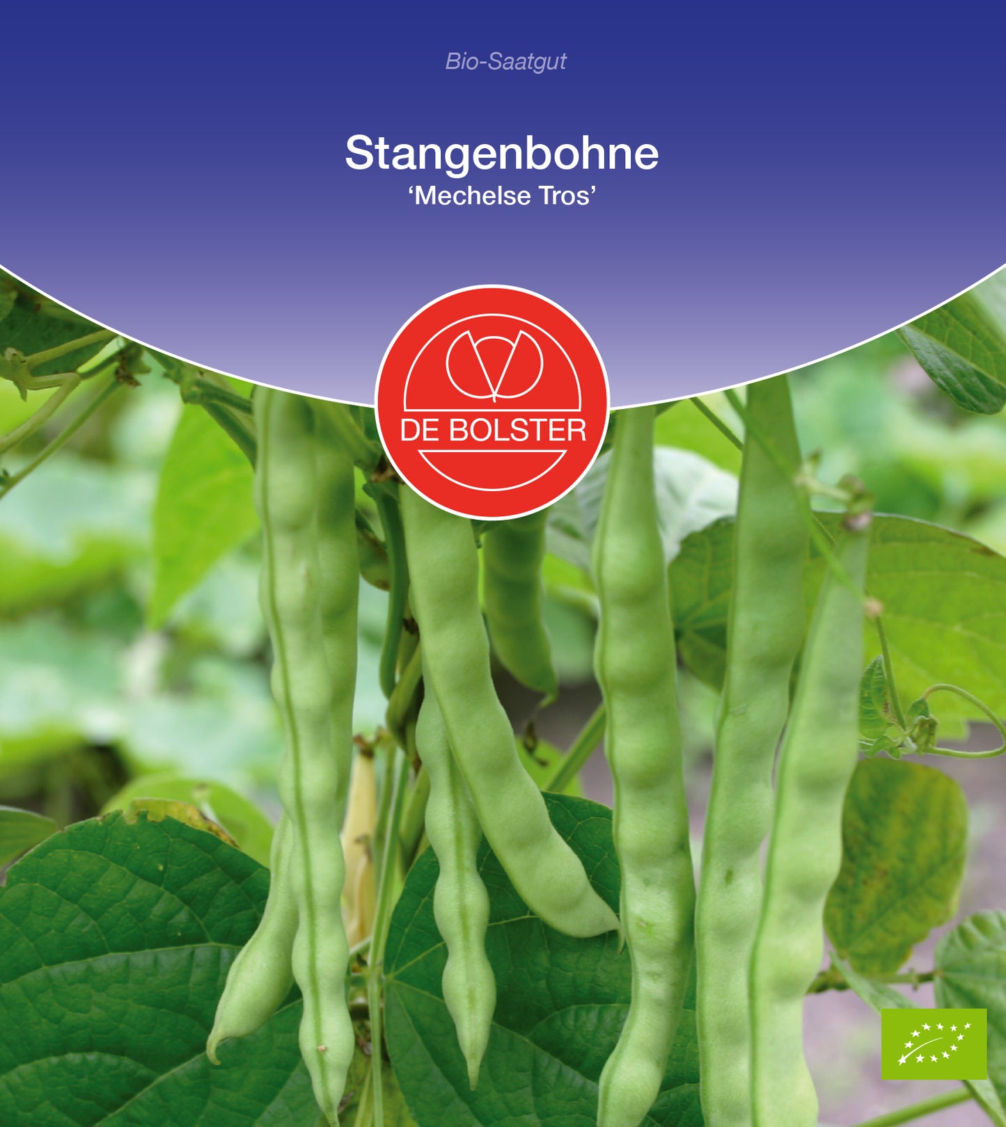 Stangenbohne Mechelse Tros | BIO Stangenbohnensamen von De Bolster