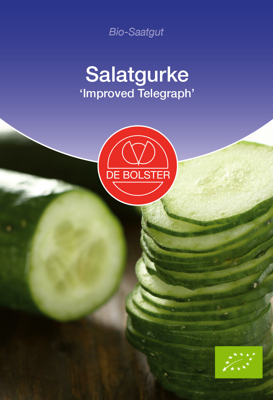 Salatgurke Telegraph Improved | BIO Salatgurkensamen von De Bolster